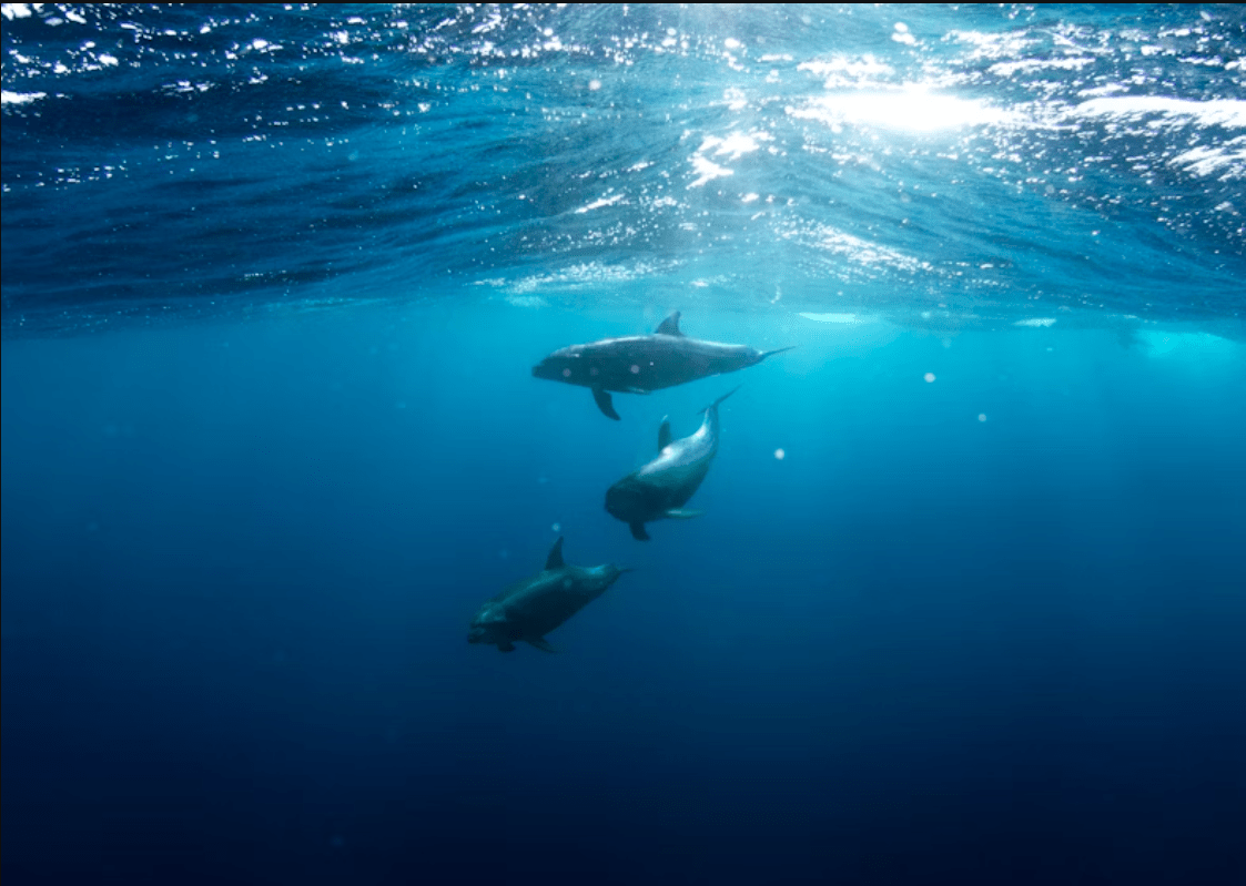 Snorkeling in Sri Lanka